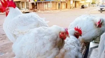 سعر كيلو الفراخ بالقليوبية الثلاثاء 9-12-2025: البيضاء يصل إلى 63 جنيهًا